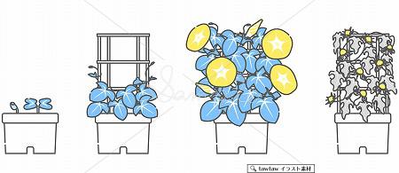 朝顔の成長 シンプルカラー Tawtawイラスト素材 朝顔の成長 シンプルカラー Tawtawイラスト素材