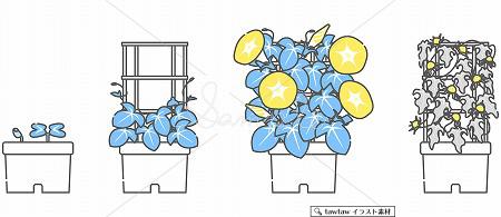 朝顔の成長 シンプルカラー Tawtawイラスト素材